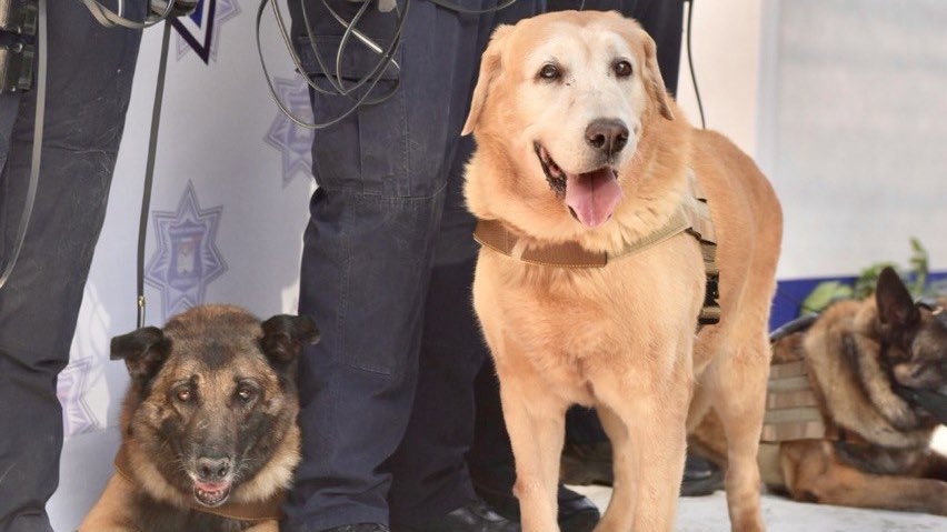 ¡Adiós vaquero! Bubu se jubila tras 9 años como perro policía en Hermosillo