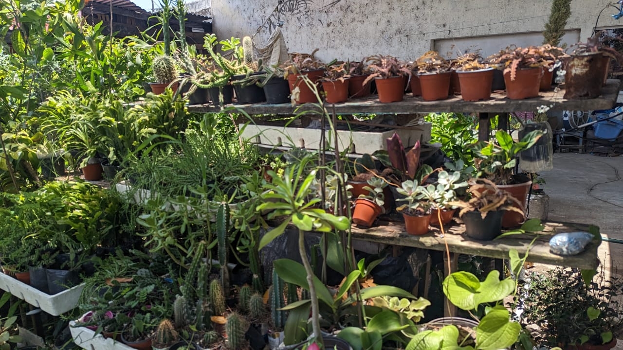 Estas son las plantas más usadas en Chetumal para disminuir el calor