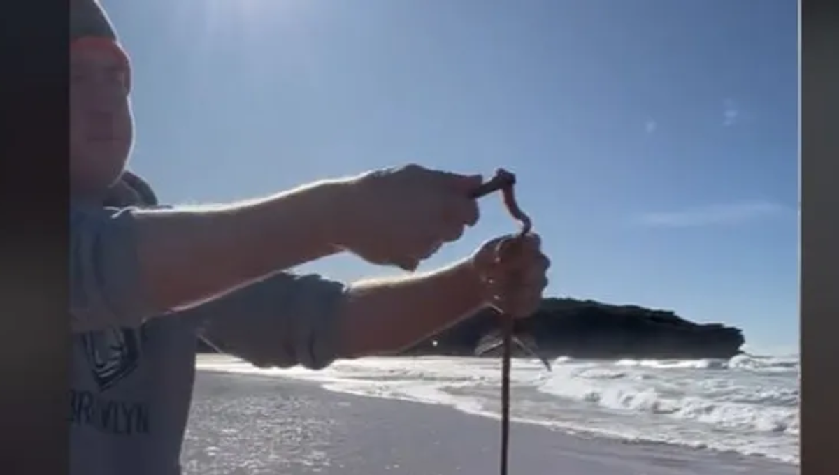 No es un pez, pero sí podrías encontrarlo en la playa. Foto: Especial