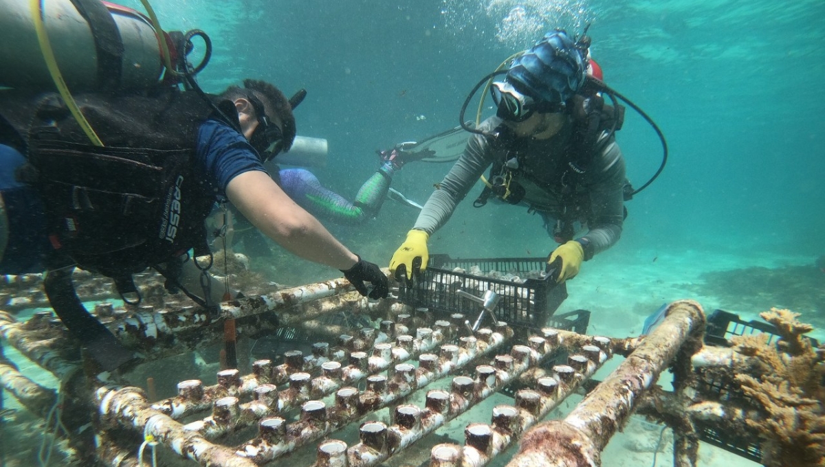 Sin fecha para repoblar el arrecife Ixlaché en Isla Mujeres afectado desde el 2021