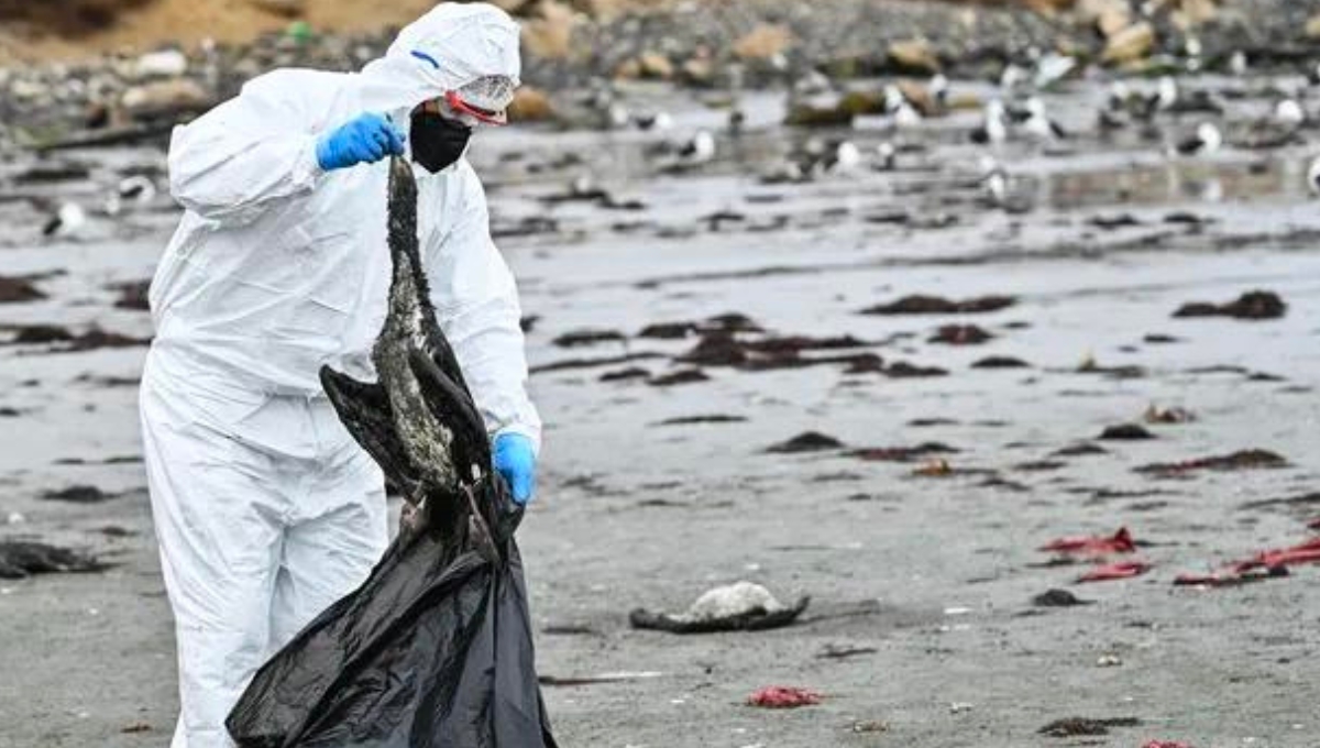 Mueren miles de aves marinas en Chile; expertos descartan gripe aviar