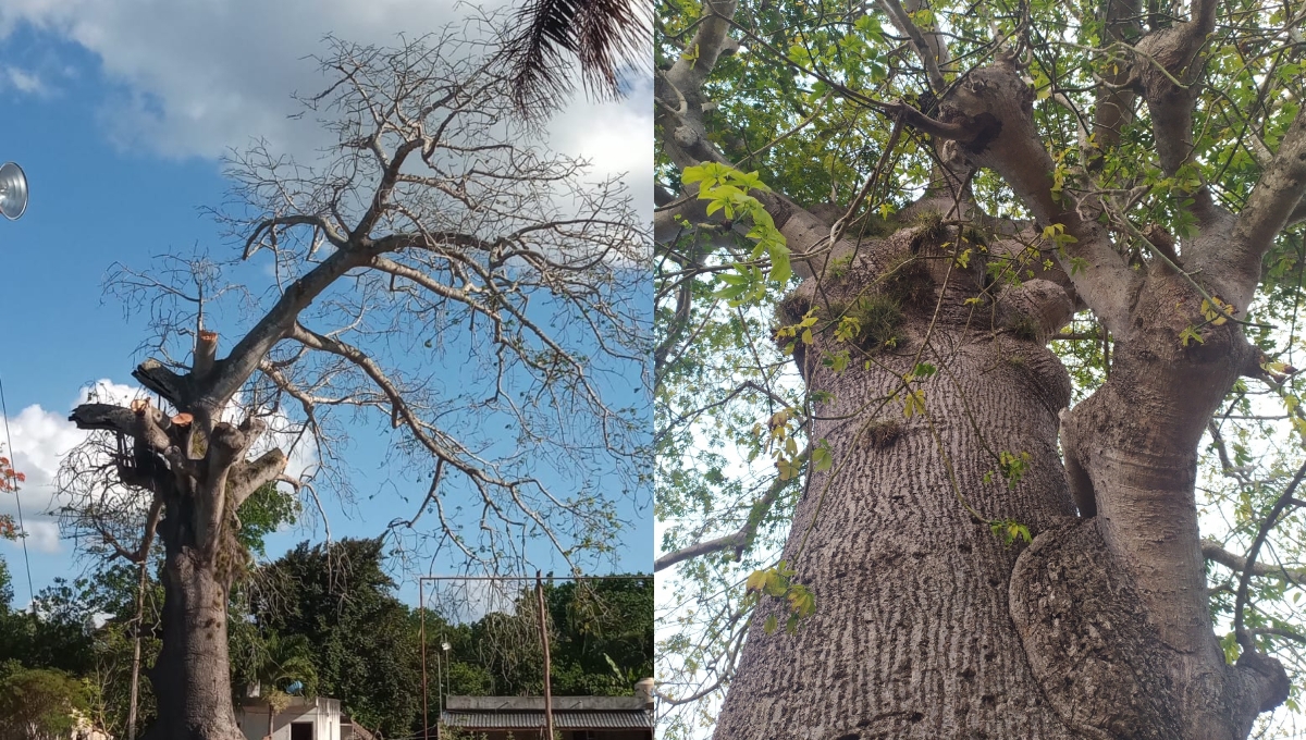 Árbol de ceiba de más de 300 años en Tizimín, en riesgo de desaparecer