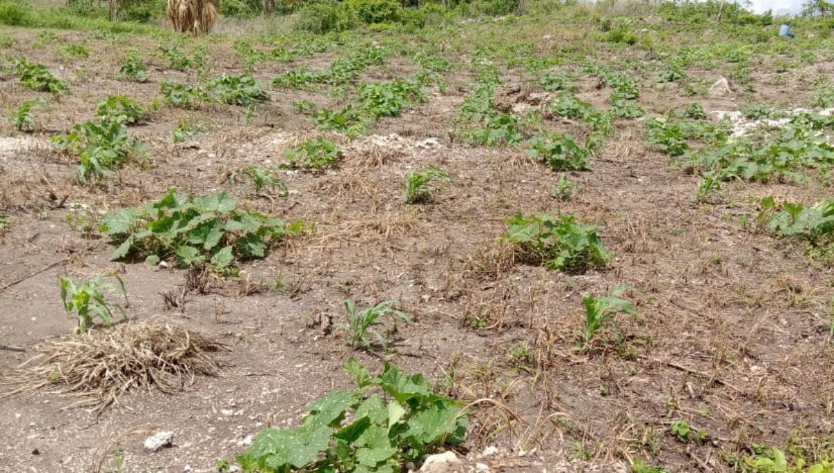 Ola de calor causa pérdida de cosechas de chiles en Chetumal