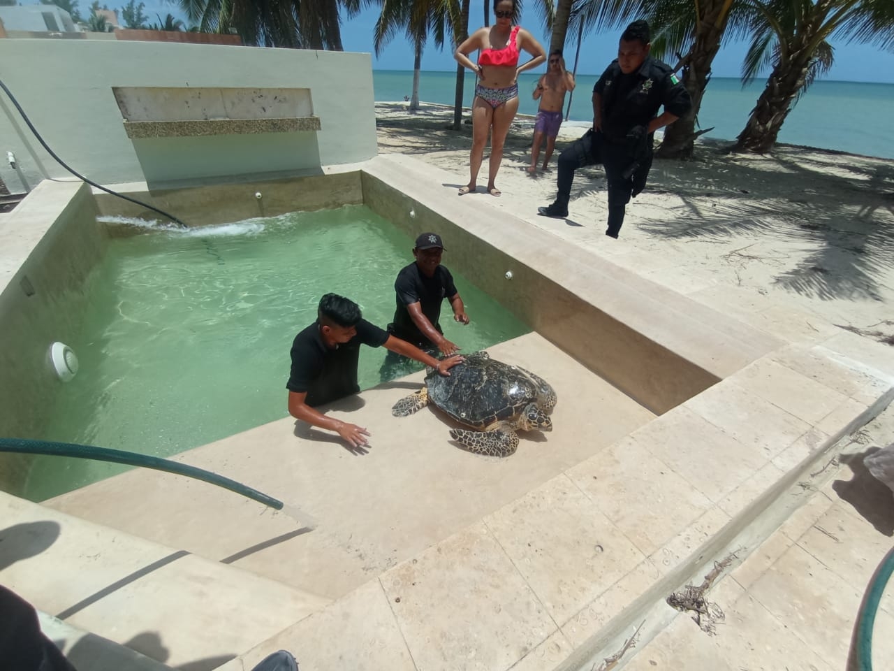 La tortuga fue rescatada por policías municipales de Dzemul