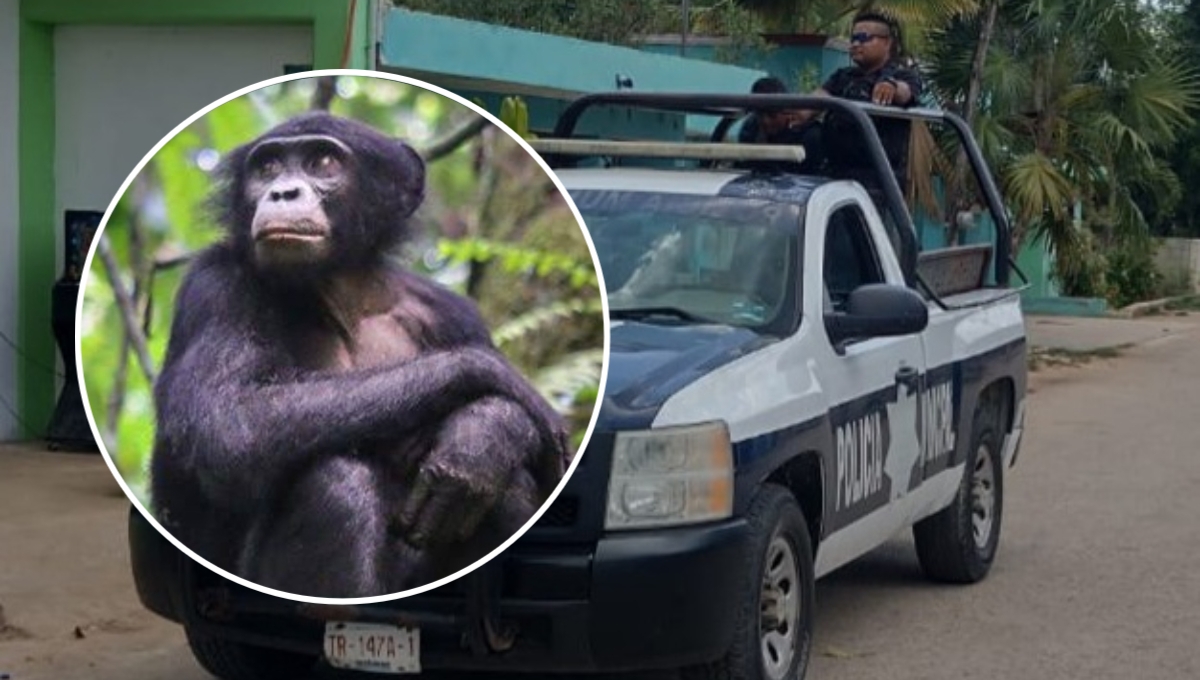 Se desconoce la procedencia del chimpancé