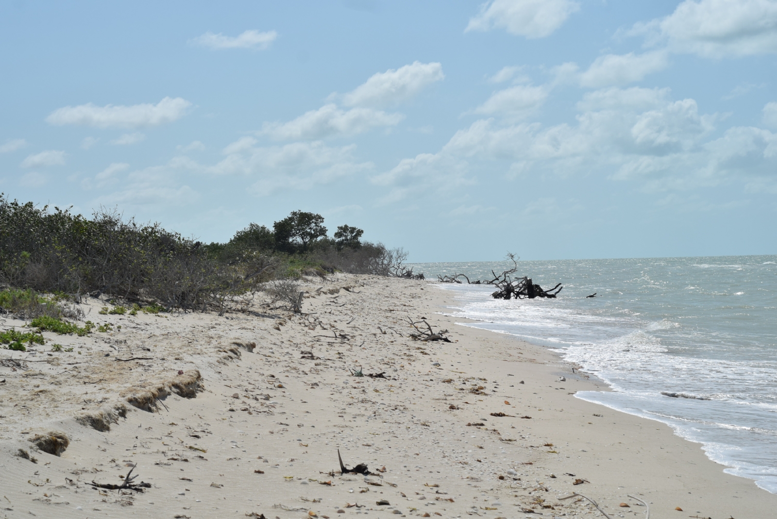 Paraíso Sisal: Los Campos Agüero violan la Ley de Protección al Ambiente con proyecto Punta Piedra