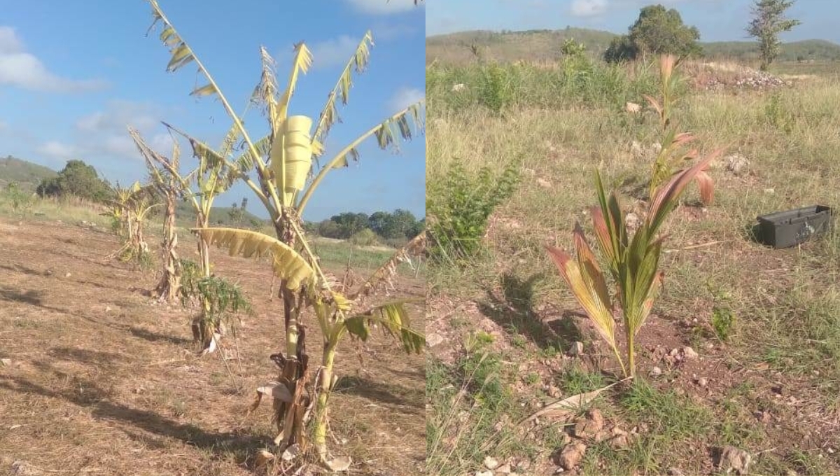 Falta de lluvias en Hecelchakán pone en riesgo las cosechas de calabaza y maíz