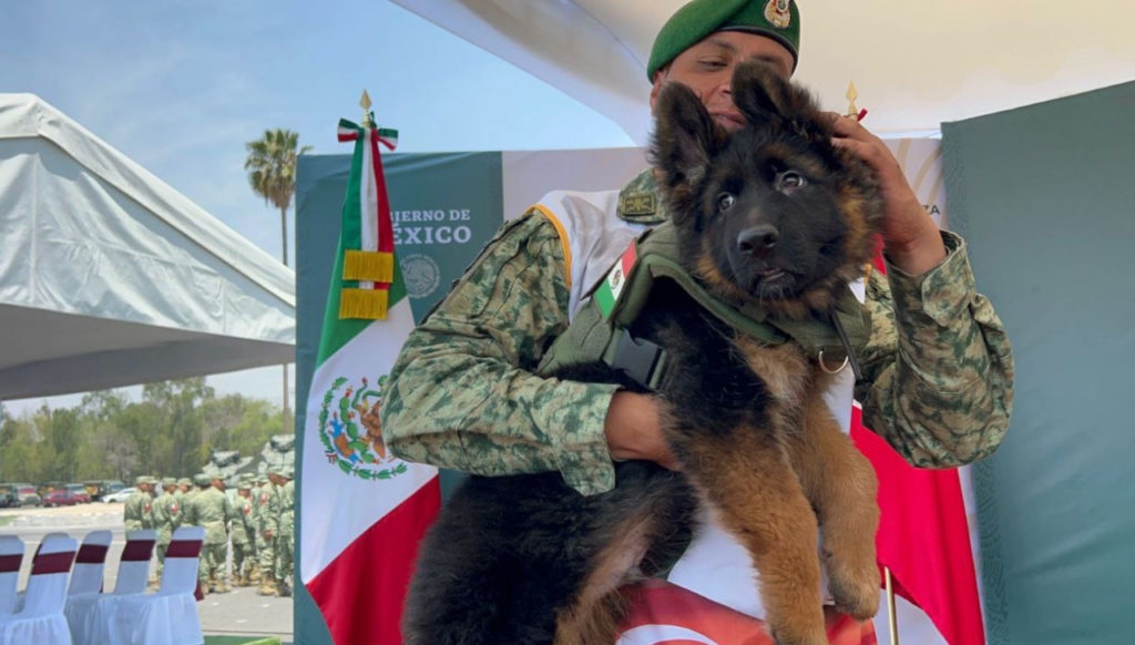 Sedena comienza entrenamiento de Arkadas, perrito rescatista donado por Turquía