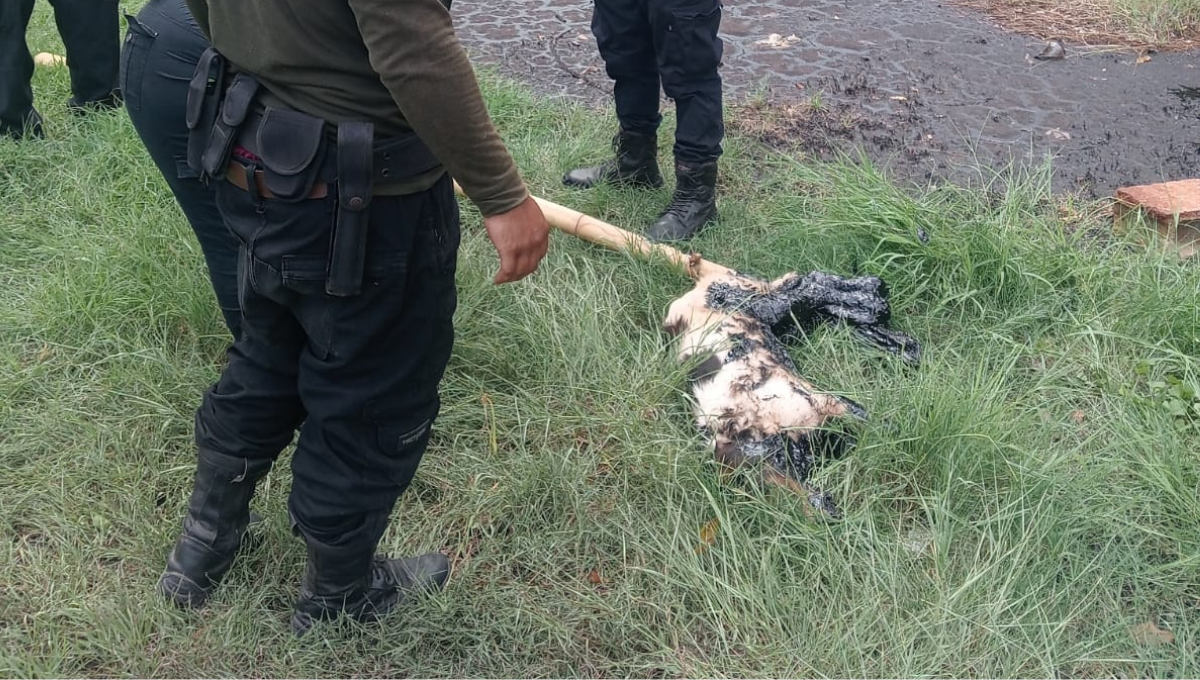 Rescatan a un perro atrapado en un charco de chapopote en Tekax