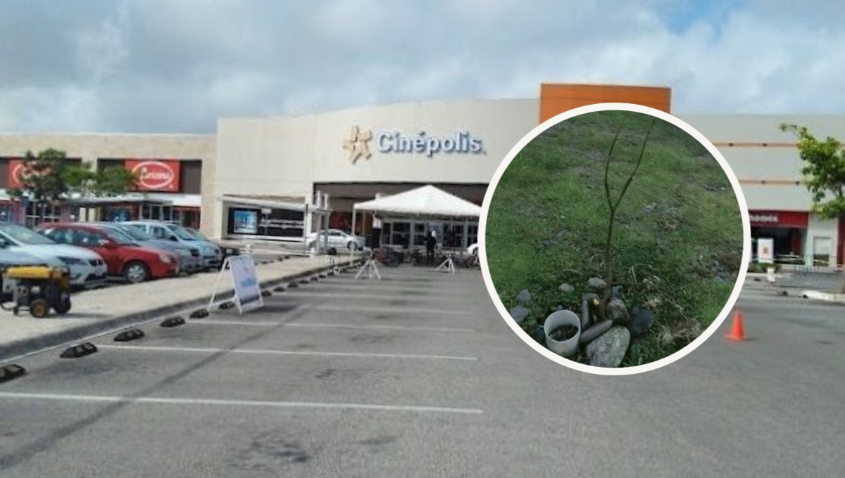 Yucateca siembra un árbol en una plaza comercial de Mérida y así se ve un año después