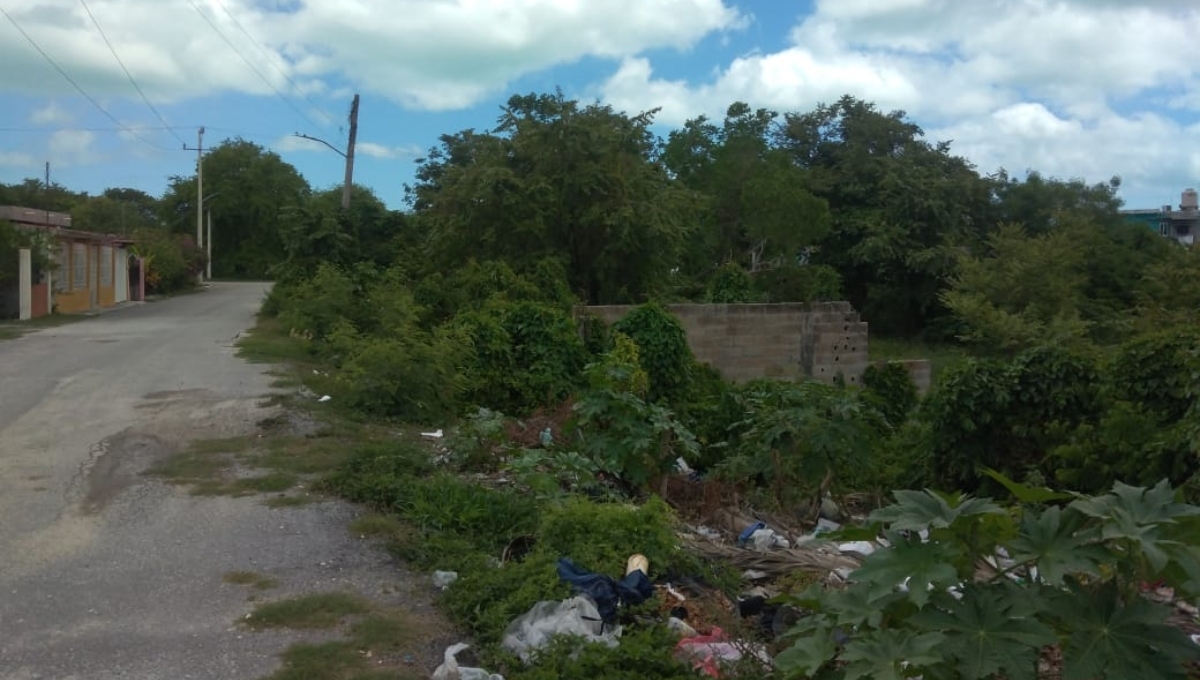 Lotes baldíos de Sabancuy forman criadero de mosquitos; vecinos exigen fumigación