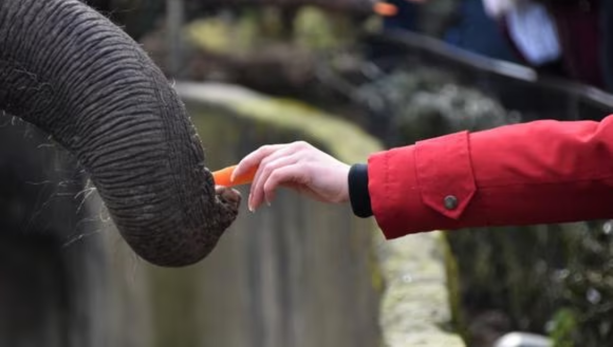 ¡Amarga experiencia! Mujer es mordida por un elefante: VIDEO