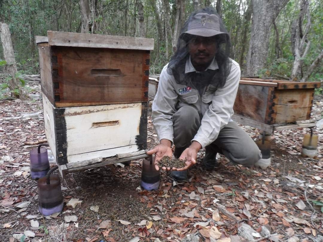 Mezclas de insecticidas ha provocado un daño irreversible a los polinizadores de Hopelchén