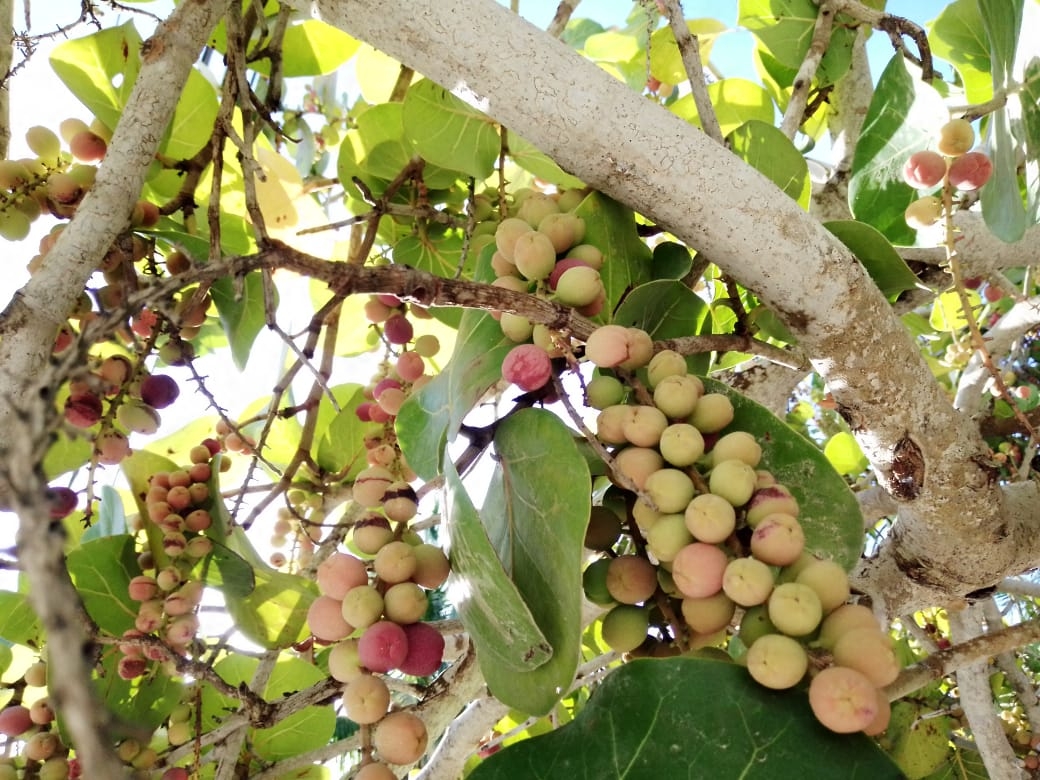 En Yobaín, esperan la cosecha de las uvas playeras, los frutos del Verano