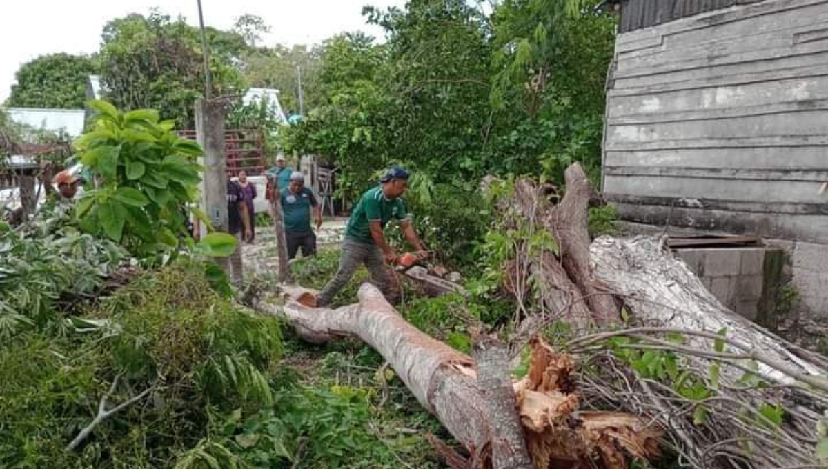 Protección Civil acudió al lugar para quitar el árbol caído