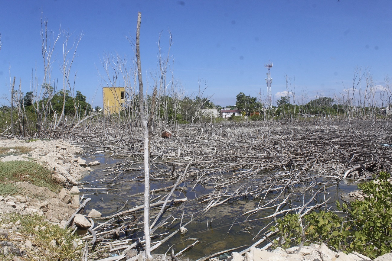 Mancha urbana 'devora' el manglar en las playas del Litoral Oriente