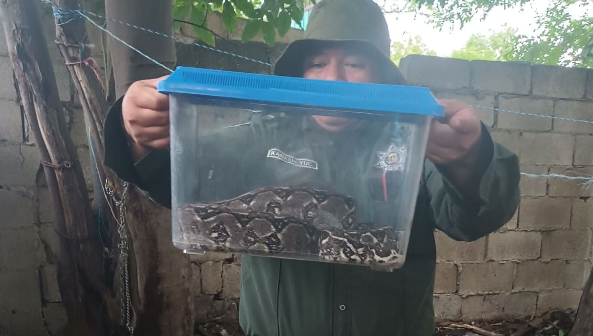 Capturan una enorme boa en el patio de un vecino de Kanasín