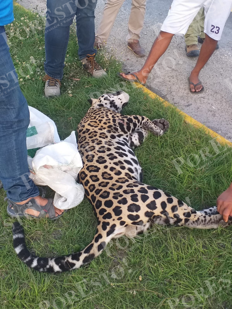 Incluso unas personas intentaron llevarse el cuerpo del felino, pero fueron detenidos en el lugar