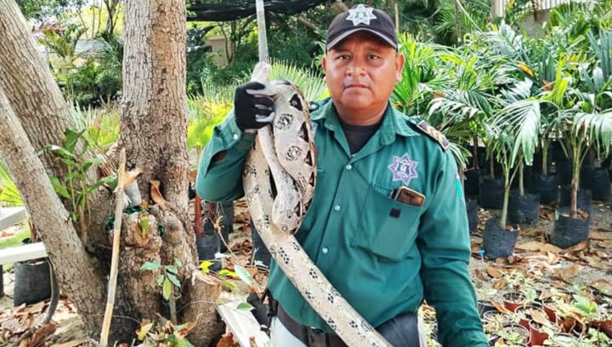 Hallan a dos boas enormes en casas de Progreso