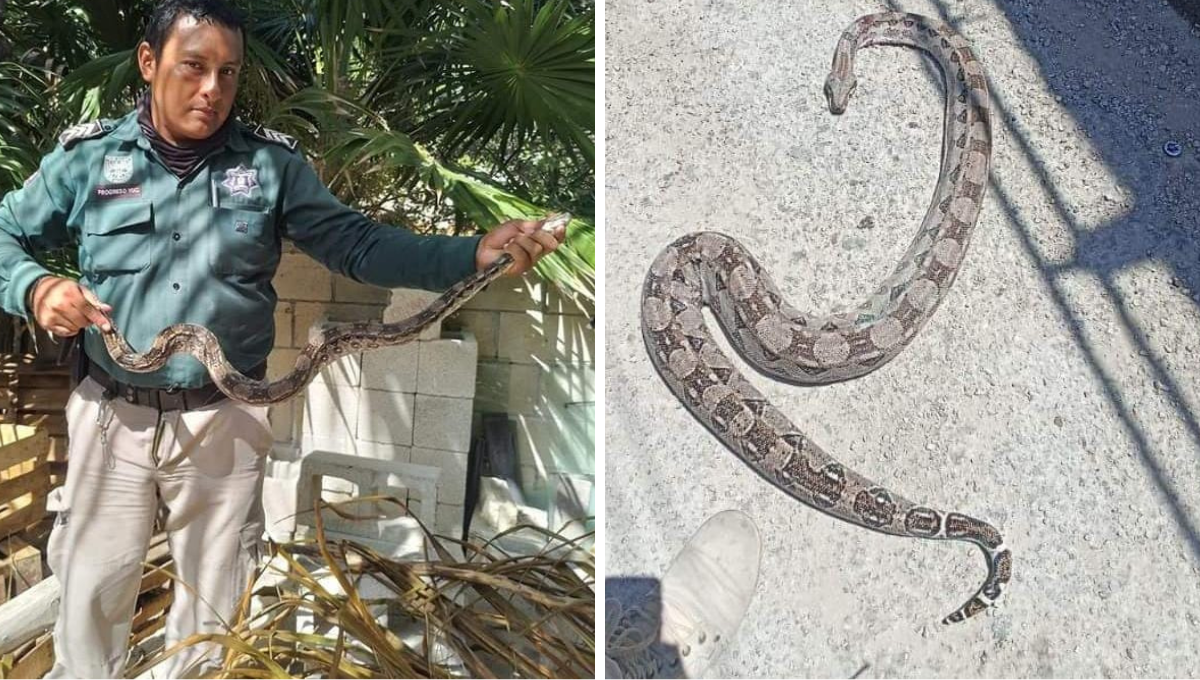 Atrapan a tres boas en Progreso; una estaba en una palmera de coco