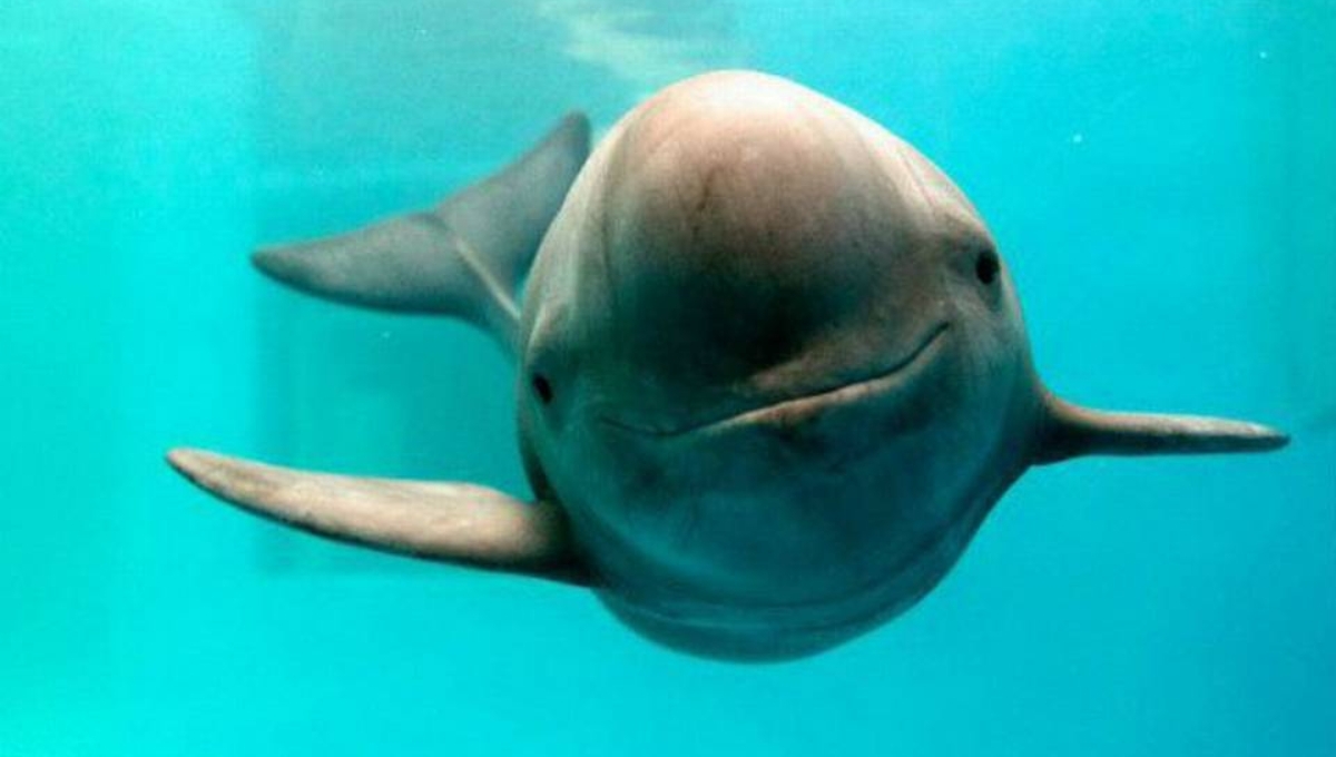 Las vaquitas marinas son endémicas del Alto Golfo de California