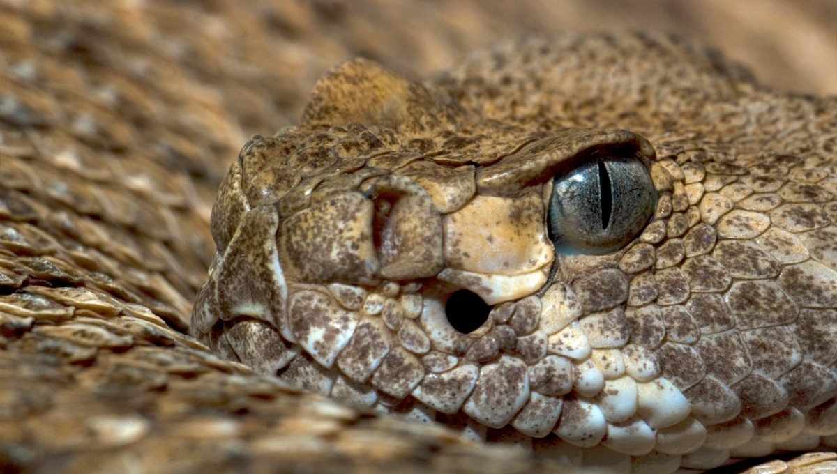 Hay gran variedad de serpientes que habitan en Yucatán
