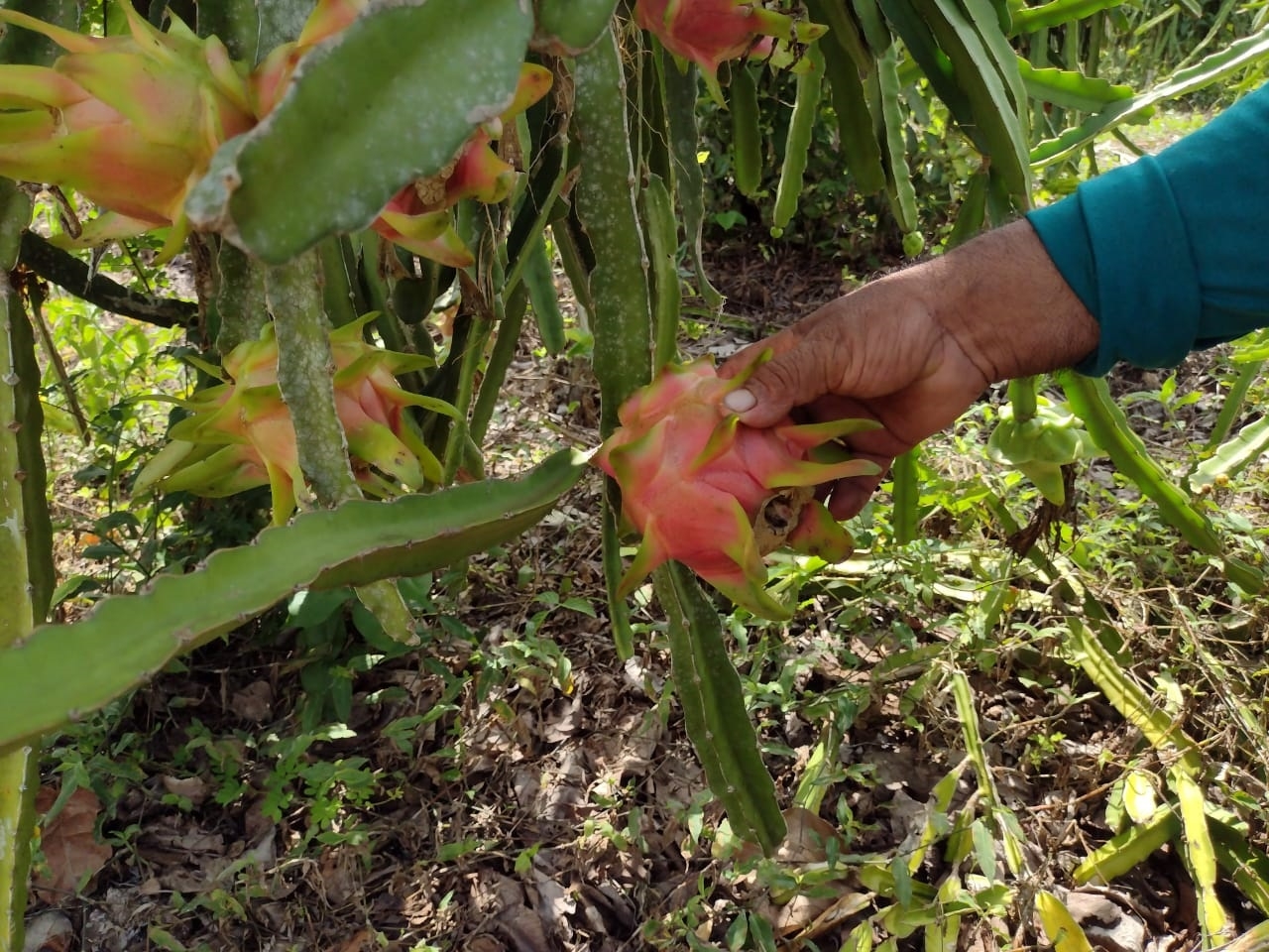 Sólo en la zona de Los Chunes hay más de 800 hectáreas dedicadas al cultivo de la también llamada “fruta del dragón”