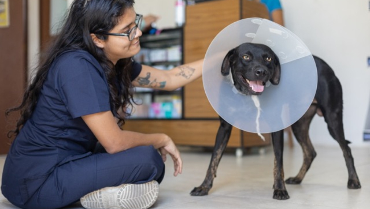 ¿Cuánto gana al mes un veterinario en Mérida, Yucatán?