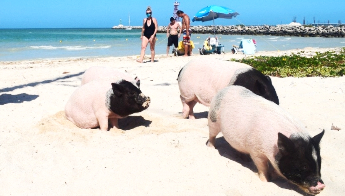 Playa de los cerditos en Yucatán: ¿Cómo llegar y qué hacer?