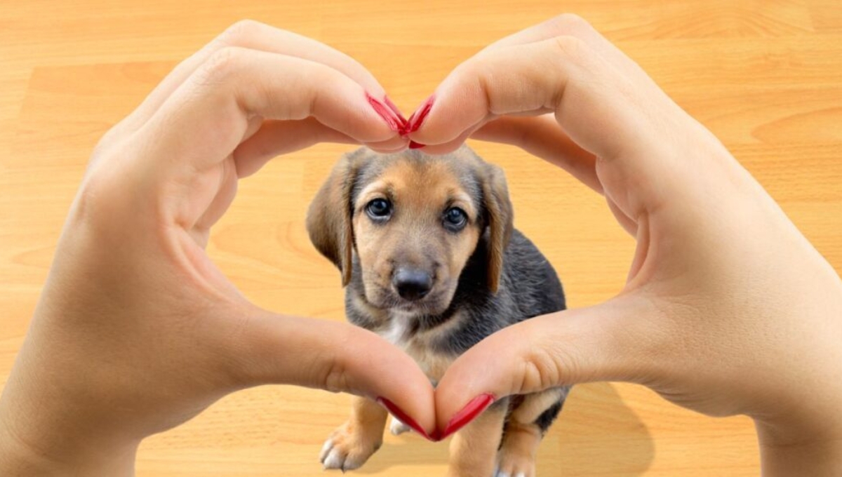 El 21 de julio se conmemora la compañía y el cariño de los perros