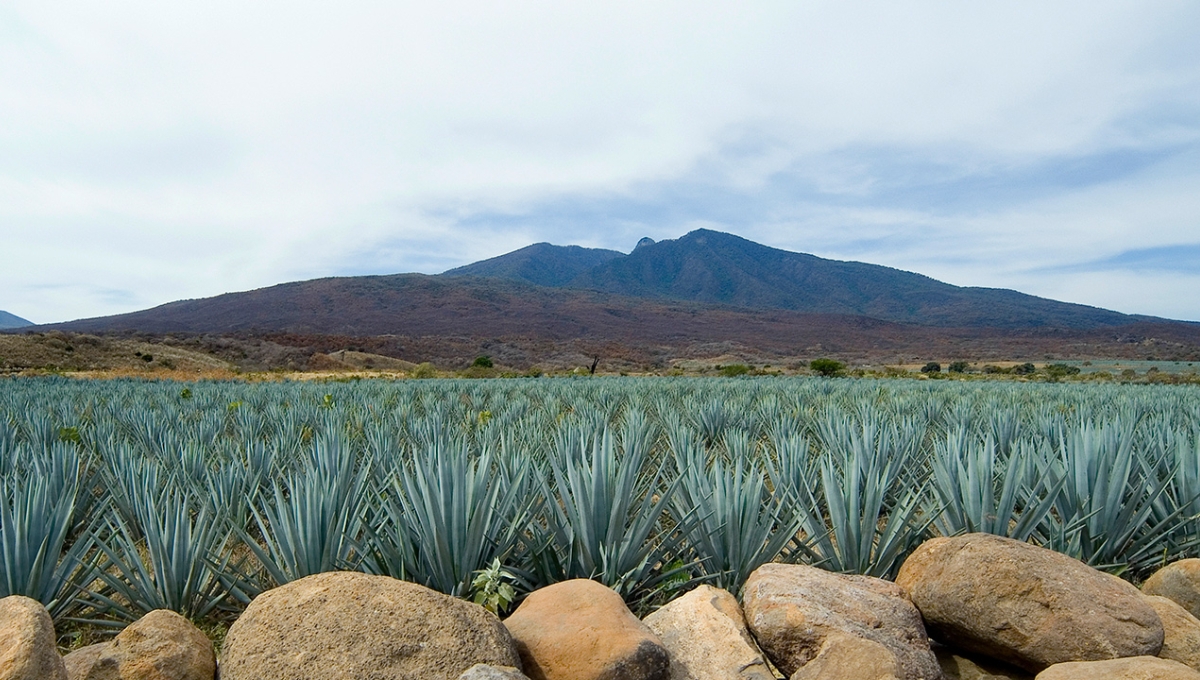 Esta bebida tiene sus orígenes en el siglo XVI, en Tequila, Jalisco