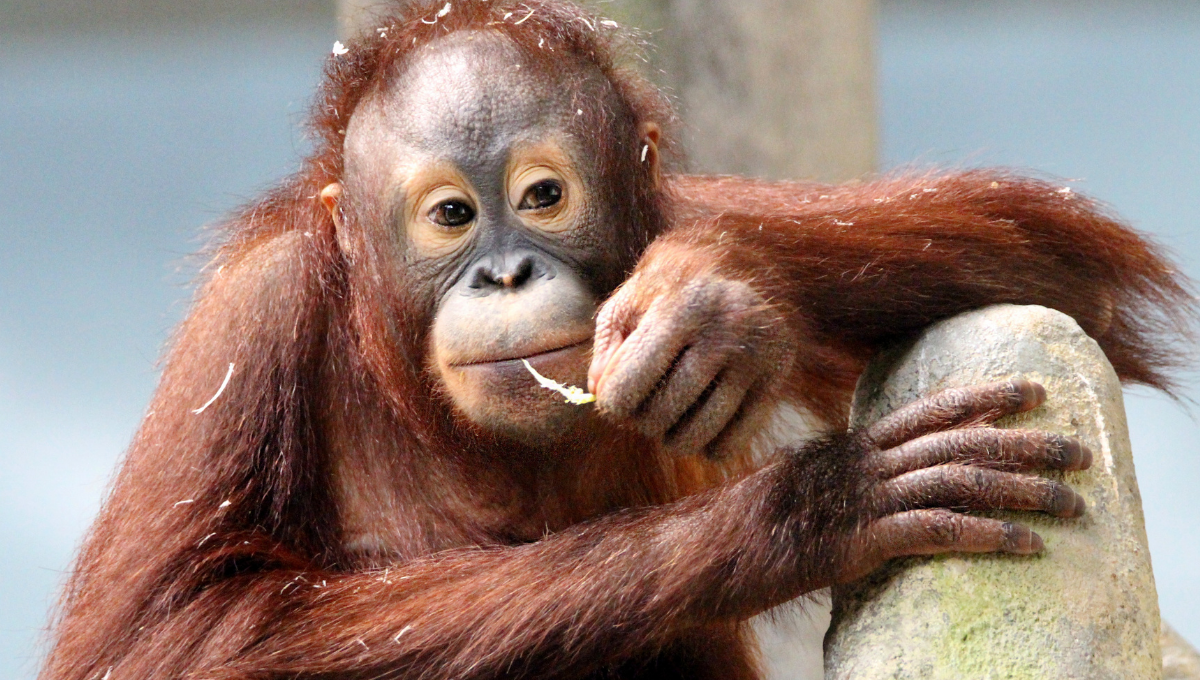 Orangután presume a su bebé en zoológico de Inglaterra