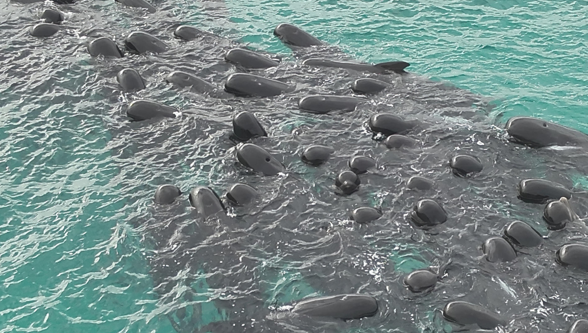 ¿Por qué murieron 51 ballenas piloto en Australia?