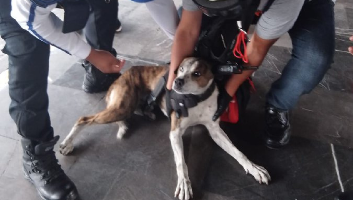 El perro fue trasladado al Centro de Transferencia Canina