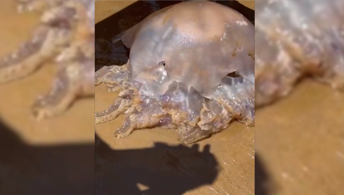 Reaparece aterradora medusa alien en España: VIDEO