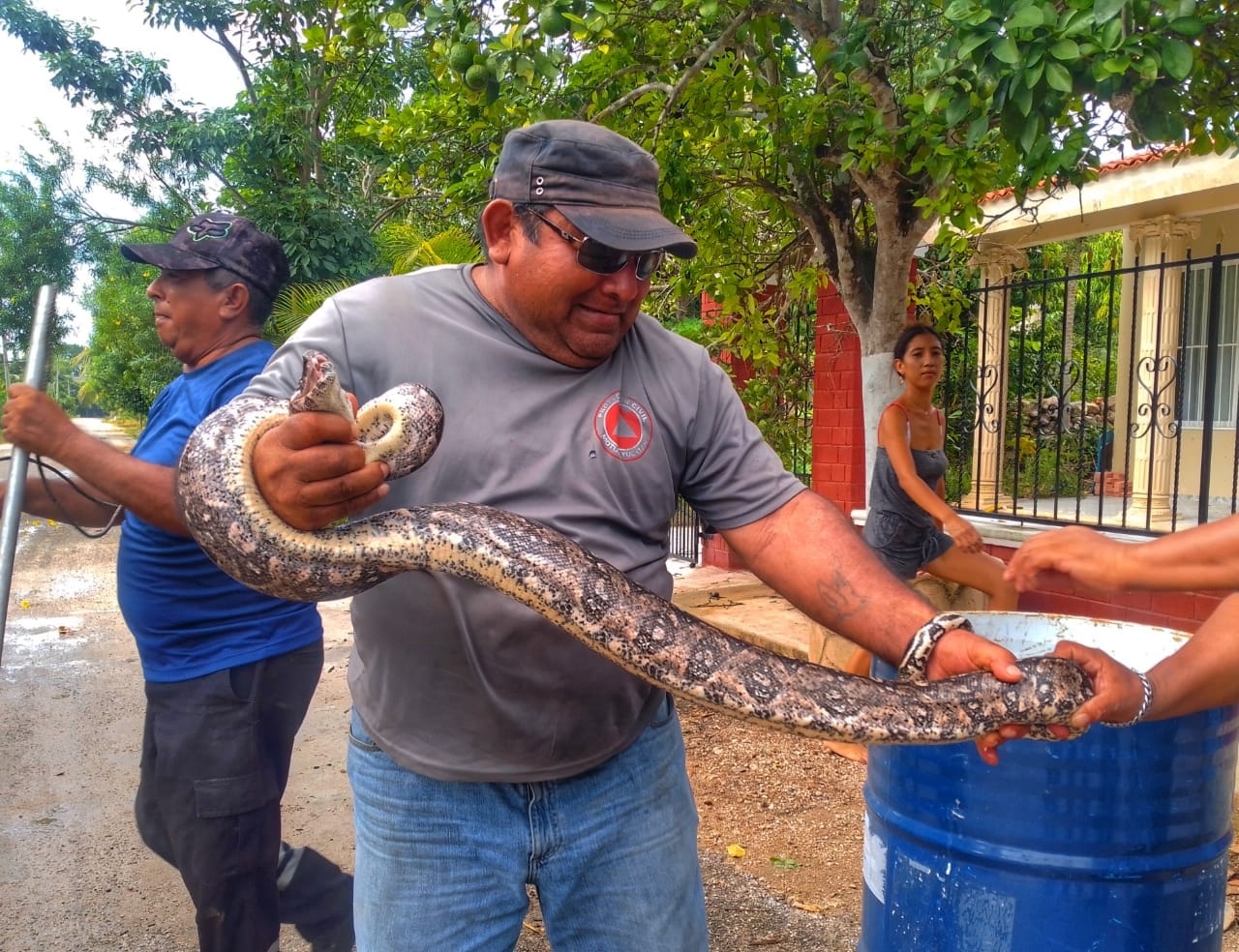 Atrapan a dos enormes boas en Yucatán; una intentaba comerse unos pavos