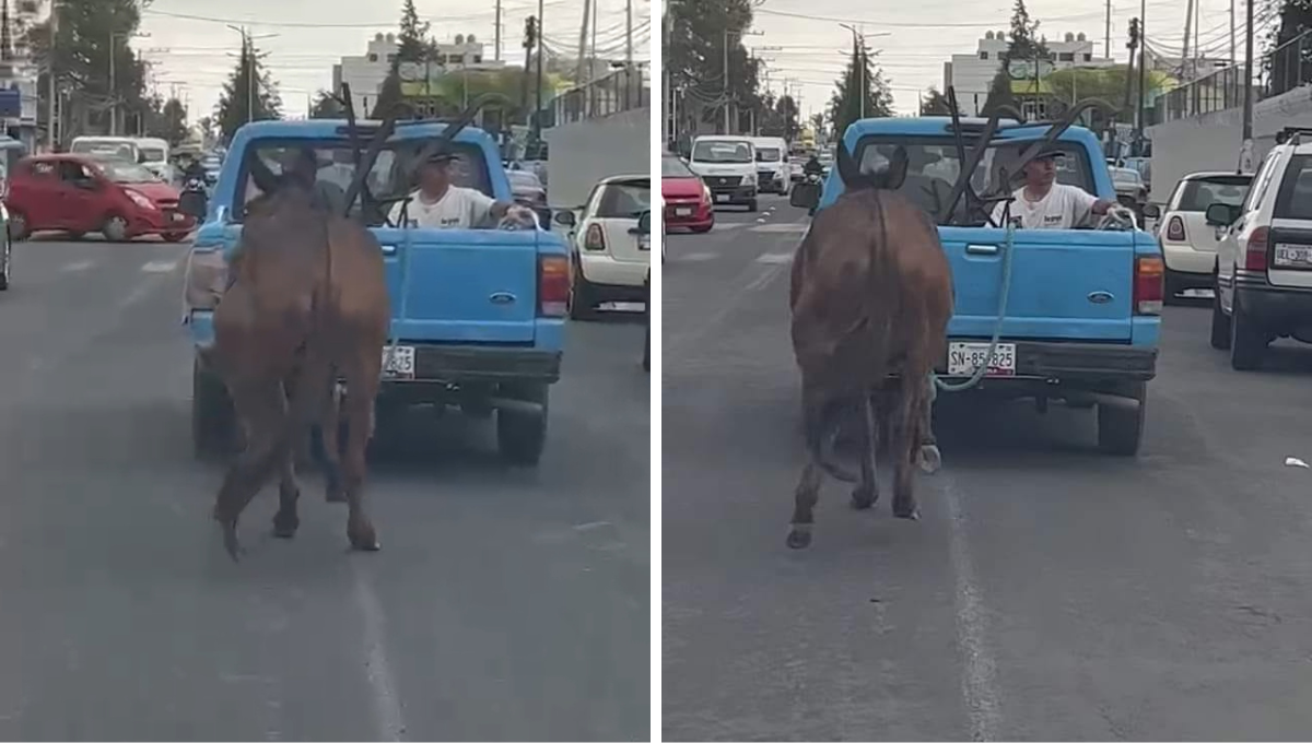 Cuacolandia rescata a mula que fue arrastrada por una camioneta en Puebla