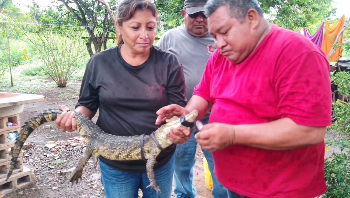 Cocodrilo ataca a un perrito en el patio de una casa en Motul