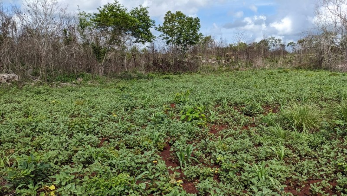 Agricultores de Sabán intentarán trabajar con semilla mejorada