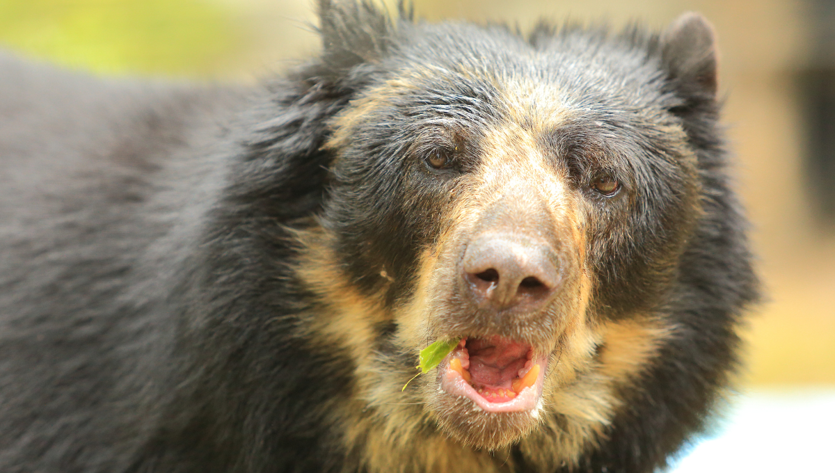 Oso amante de lo ajeno es captado en pleno atraco: VIDEO