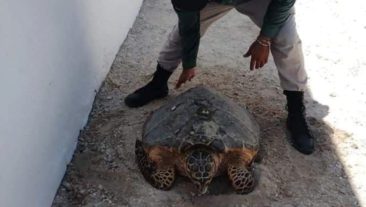 Autoridades lograron que la tortuga regresara al mar