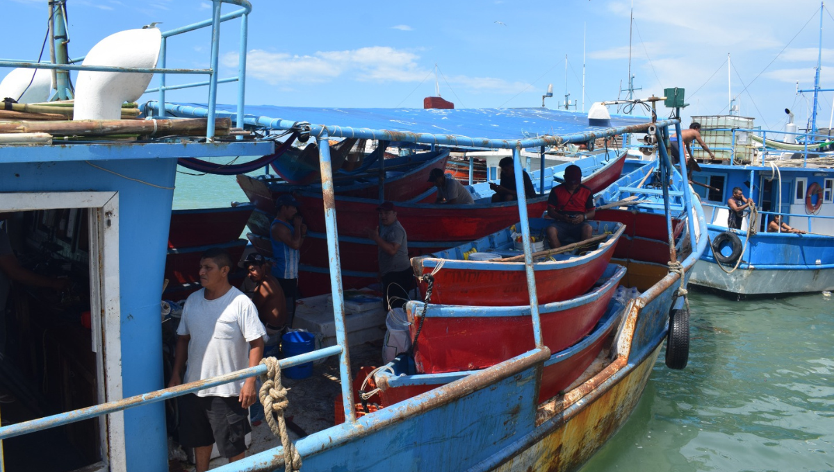 Los pescadores esperan alcanzar la meta de captura de pulpo este año