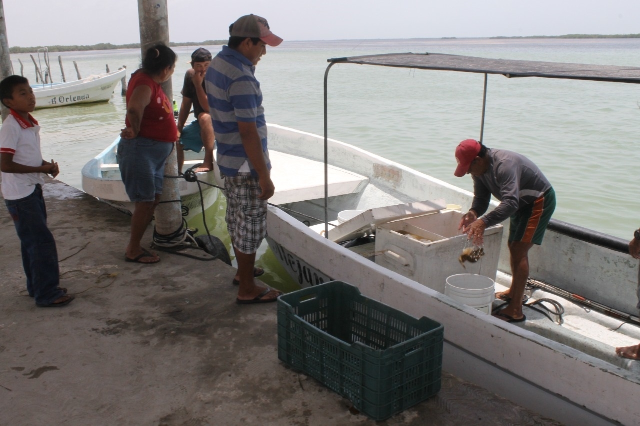 Buzos indican que la contaminación y fenómenos ambientales han mermado la captura de langosta