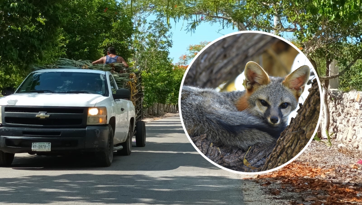 Zorra muere atropellada en la carretera a San Crisanto, Yucatán