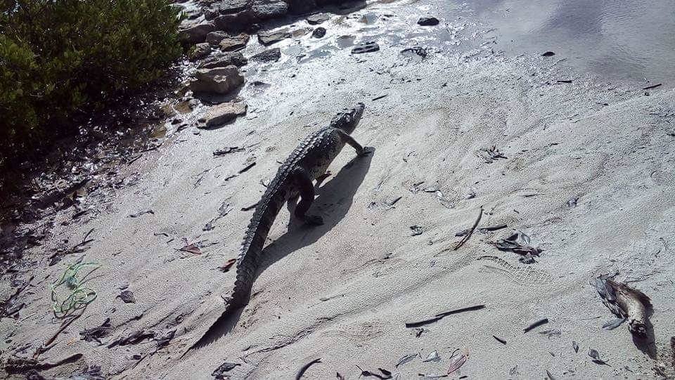 Cocodrilo sorprende a una familia de turistas en el mar de Telchac Puerto, Yucatán