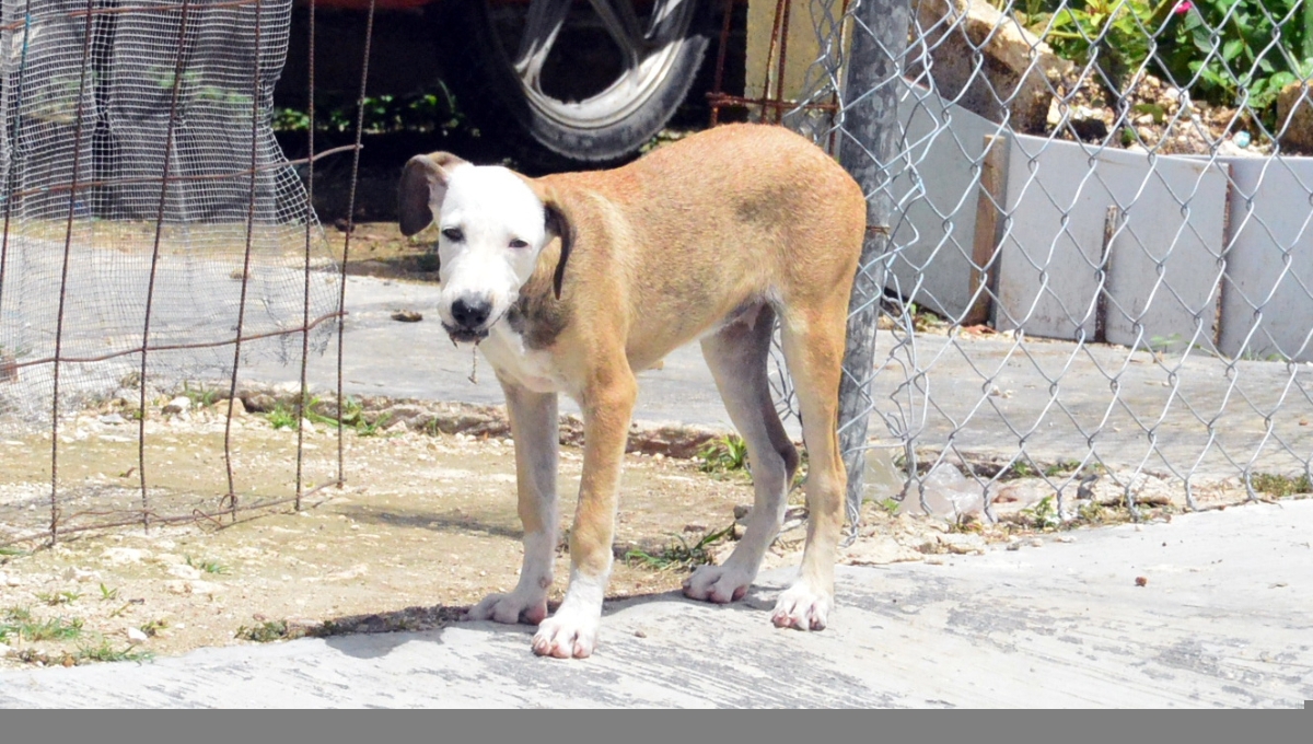 En los perros machos la esterilización previene problemas de la próstata