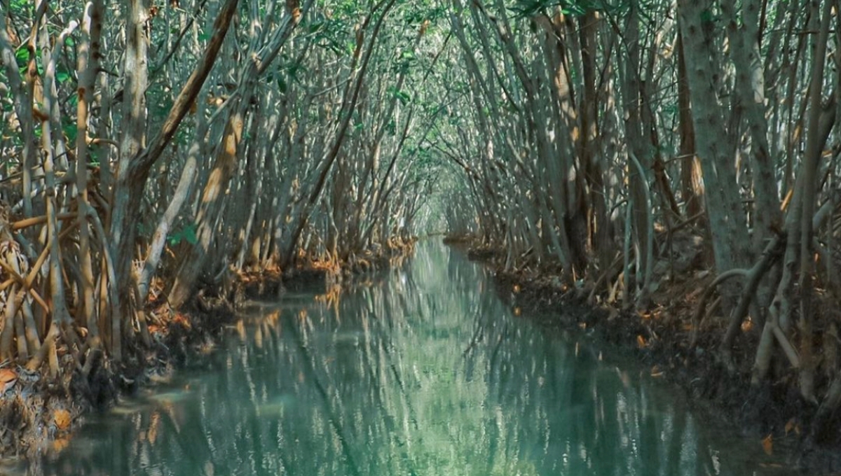 Este es el ojo de agua más hermoso de Yucatán y cómo puedes llegar