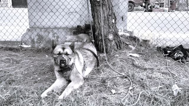 Kuko fue amarrado y murió a consecuencia de una brutal golpiza que le dieron