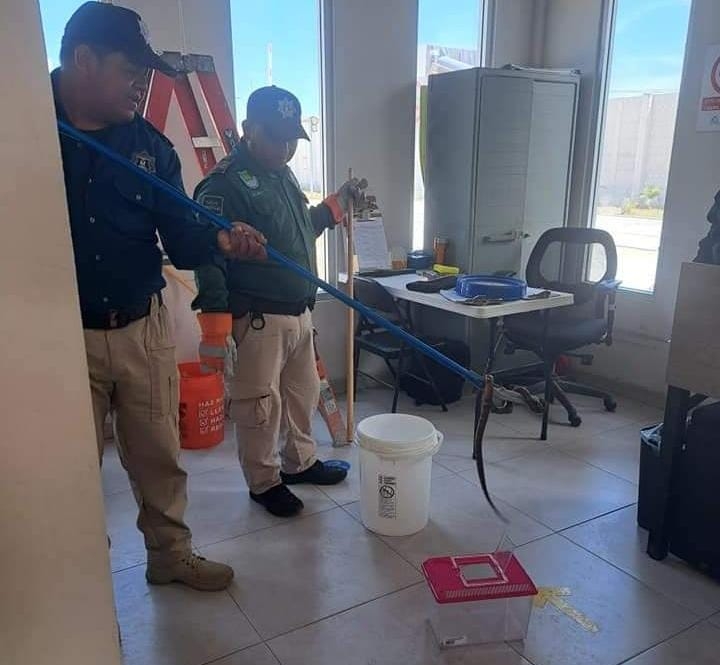 Coralillo mete pavor a trabajadores de Flamboyanes en Progreso 