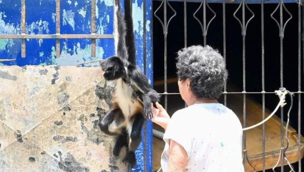 El pasado viernes se rescató otro ejemplar en la colonia Tecolutla